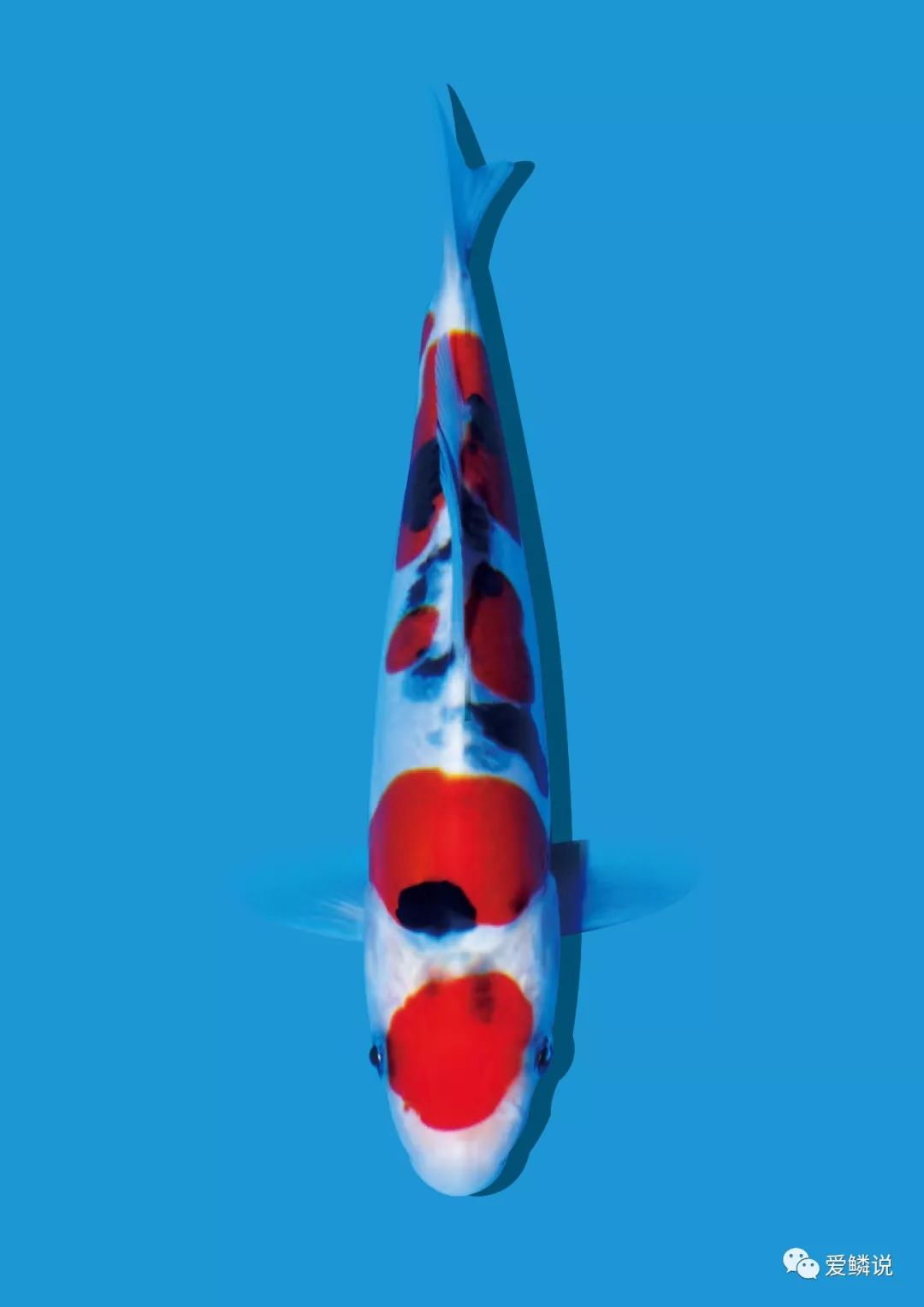 新鱼到家几天后进行双杀,新鱼到家鱼翻肚但是没死怎样救活