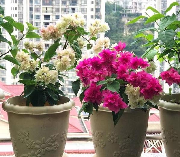 土养花如何杀虫杀菌,养花的土壤怎么样才能杀菌杀虫