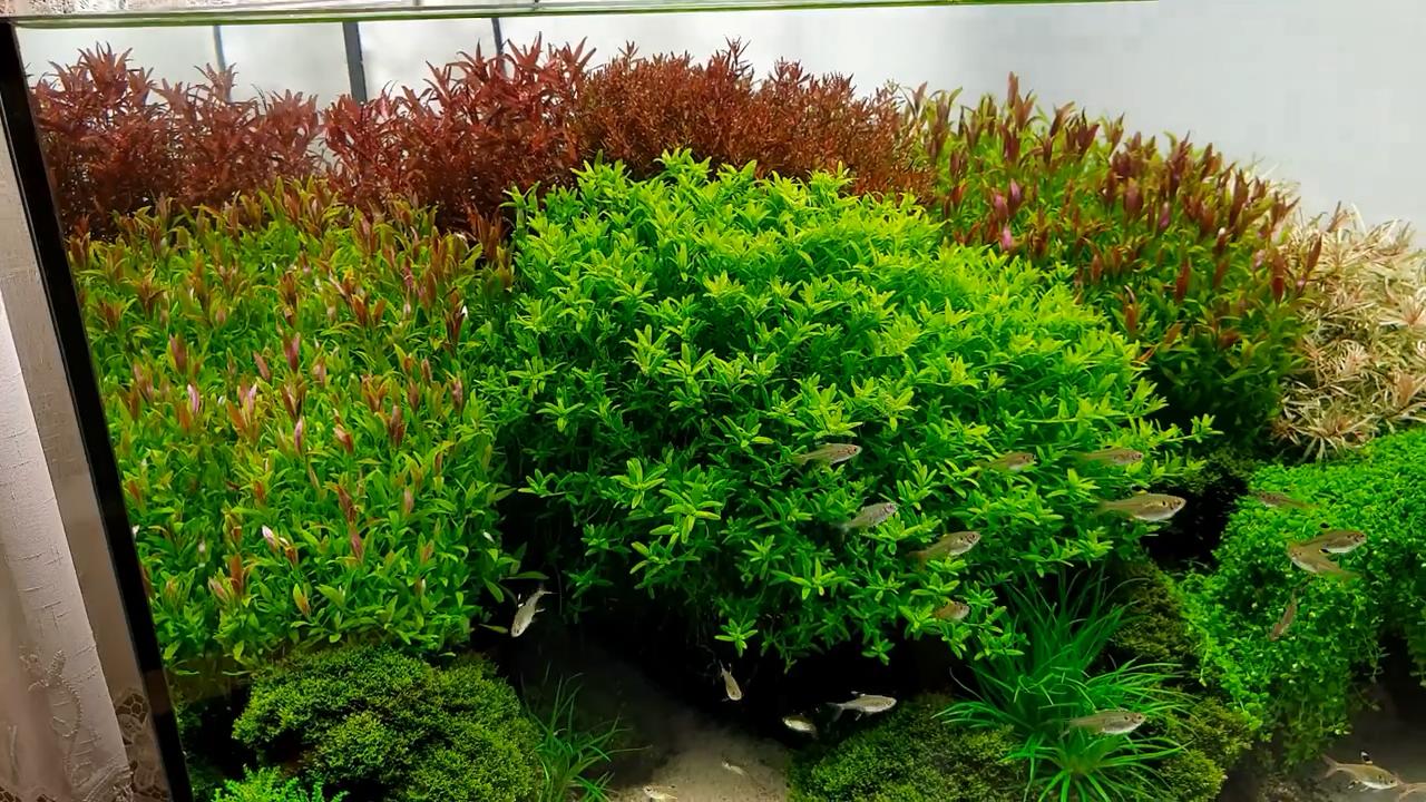 为什么草缸开缸一个礼拜叶子黄了,草缸里的草叶子发黄是怎么回事