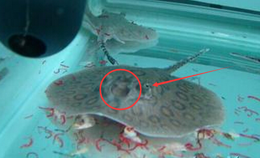 魟鱼葫芦口是什么意思,魟鱼出现葫芦口还继续喂食吗