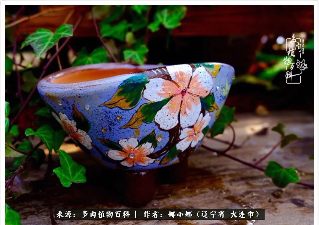 你是盆我是花，你护我周全，我为你绽放