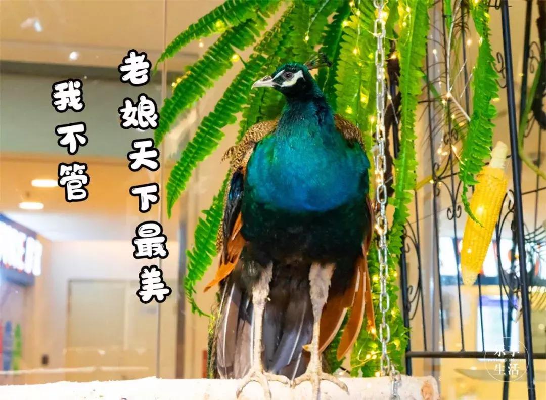 39.9元羊驼,羊驼门票抖音团购