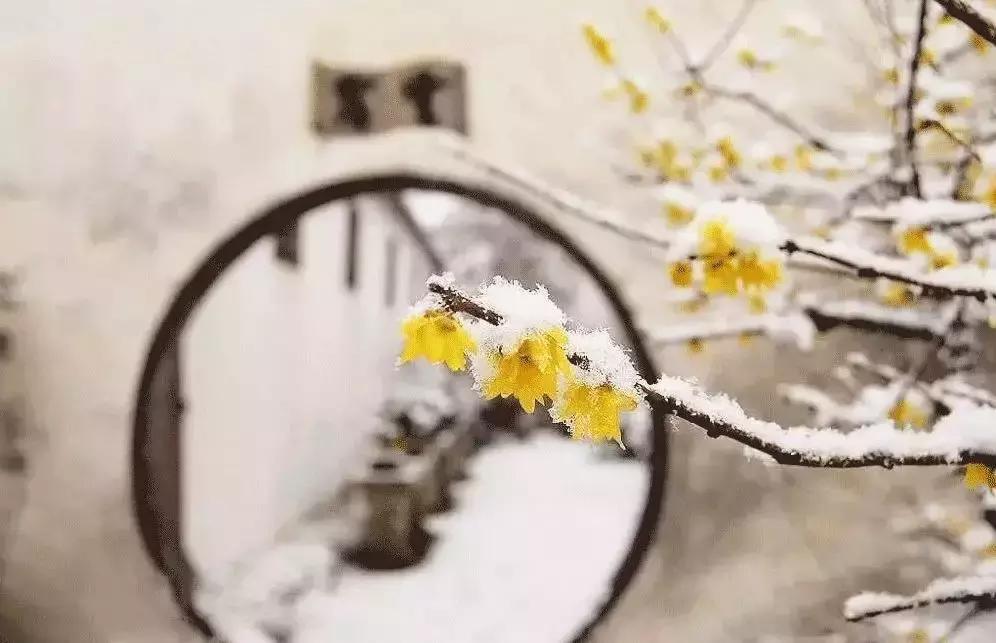 香雪海什么时候开放,香雪海惊艳了多少人