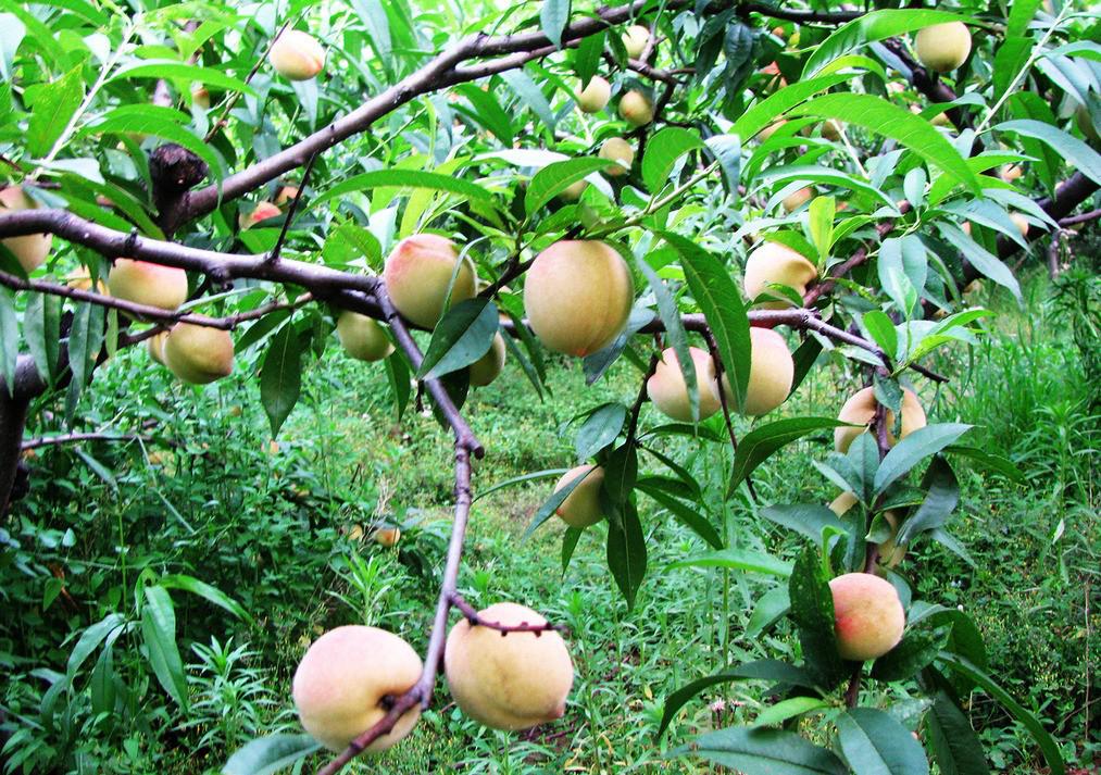 吃桃子的好处介绍,空腹吃罐头桃子有什么好处和坏处