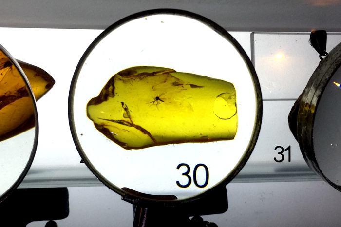 波兰格单斯克琥珀展,波兰琥珀