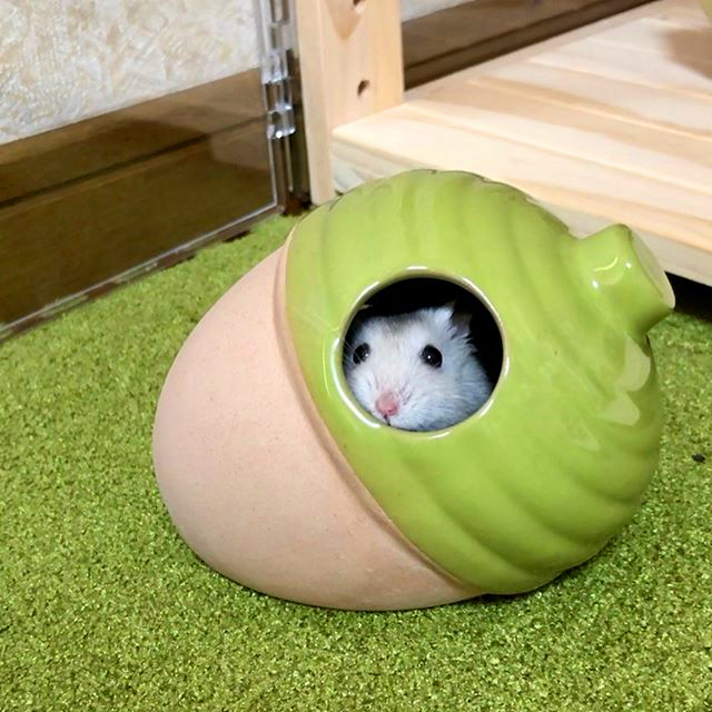 仓鼠粮食被老鼠偷吃了,仓鼠专吃鼠粮