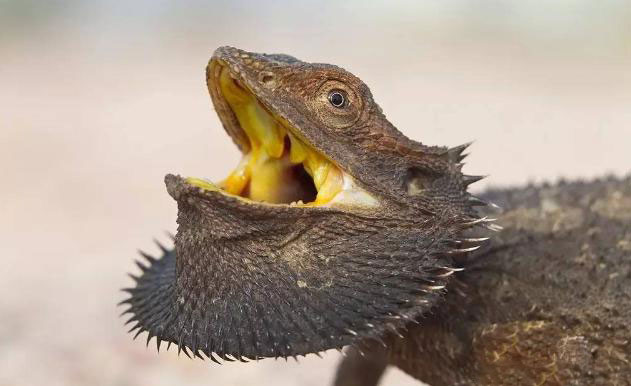 鬃狮蜥是主流爬宠么,如何饲养爬宠鬃狮蜥