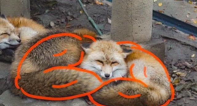 日本博主把动物拟人化,把动物变成动漫人物的画