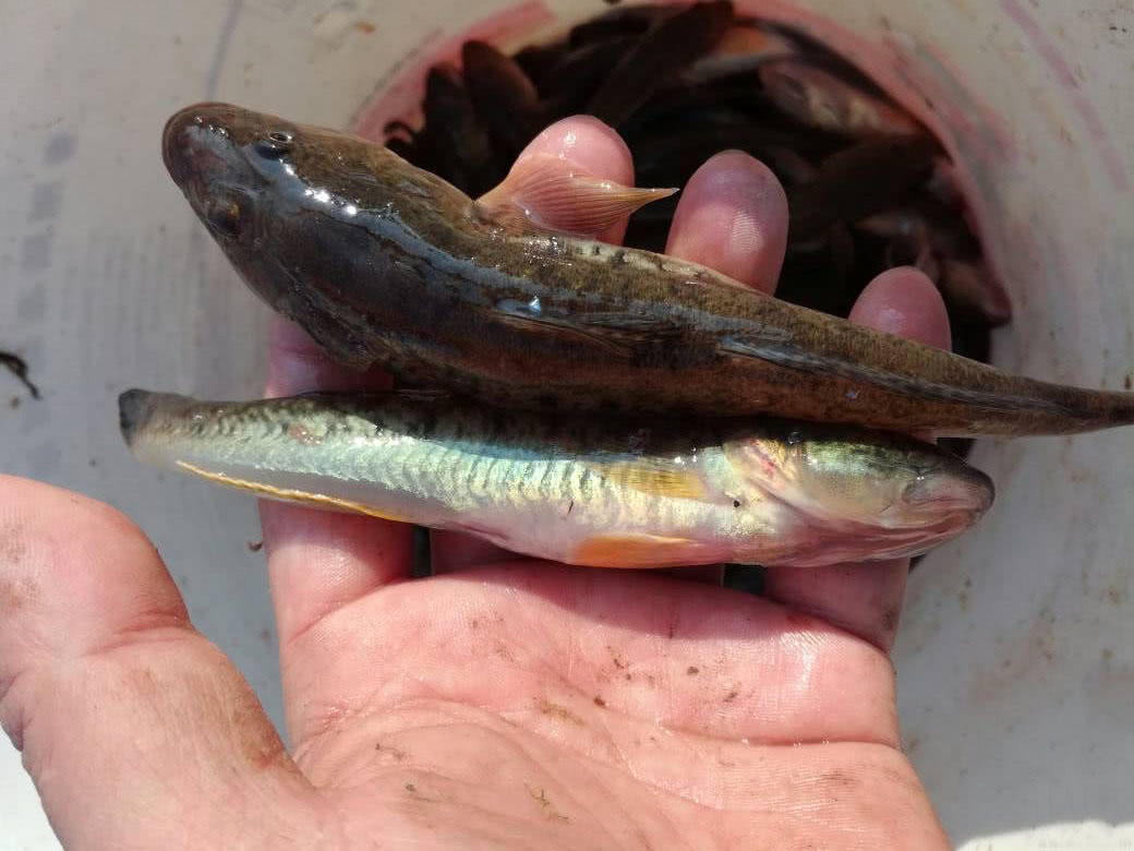 它一生只活一年，我们叫它“扔巴鱼”