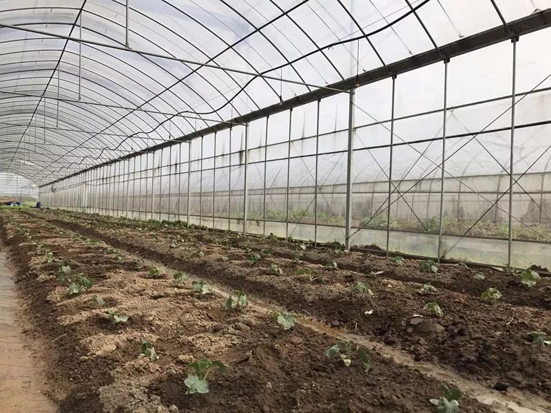 不用化肥农药的菜种植方法,不用化肥农药真的能种出来蔬菜吗