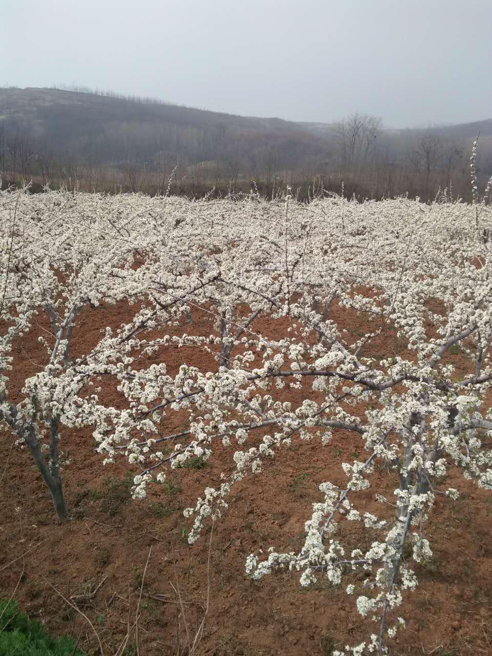 李子树上有干花是什么原因,李子树上挂瓶子