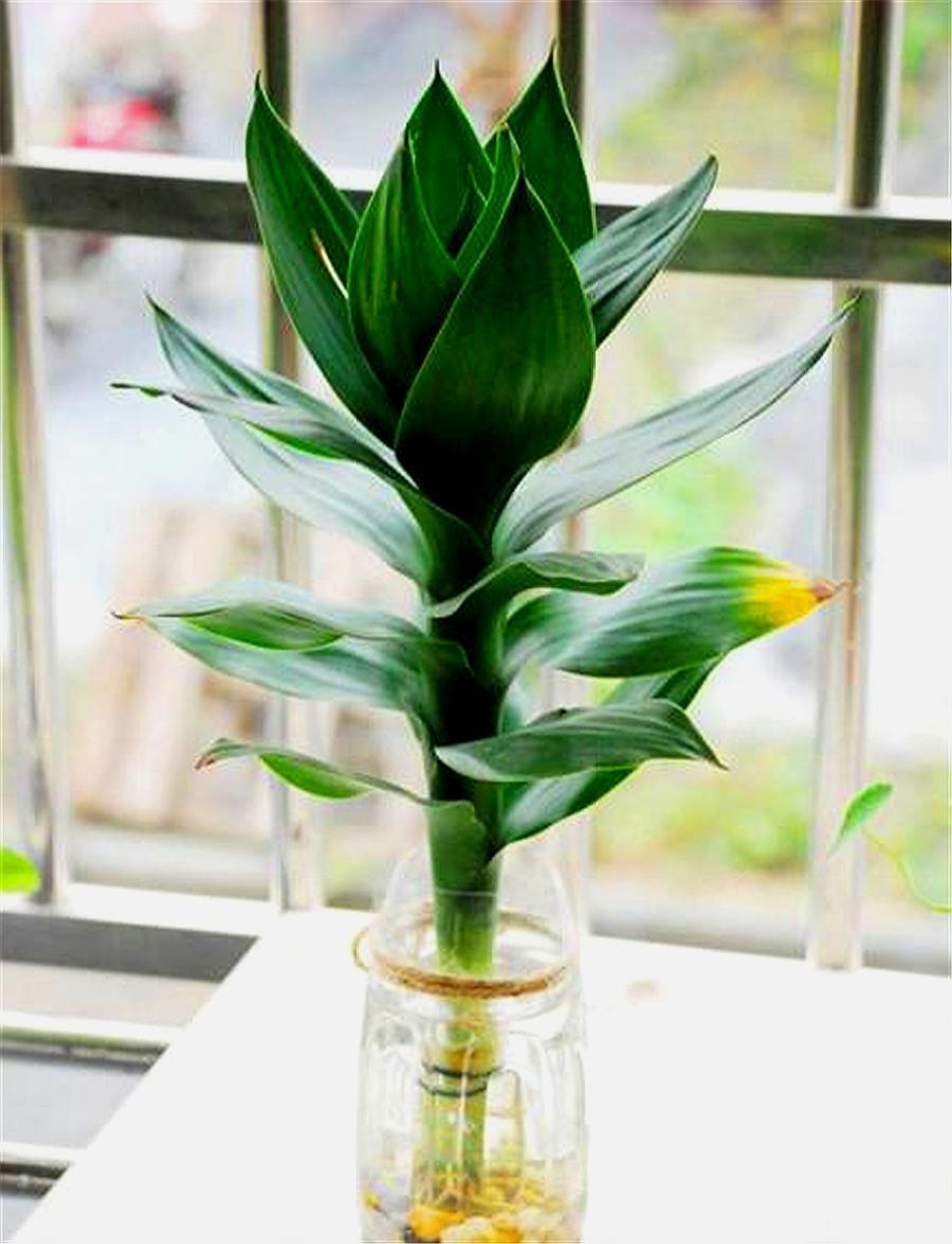 富贵竹黄叶怎么办能救活吗,富贵竹总是黄叶怎么办