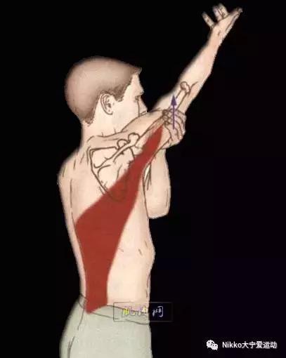 怎么减掉斜方肌变成一字肩,女人天鹅颈怎么练出来