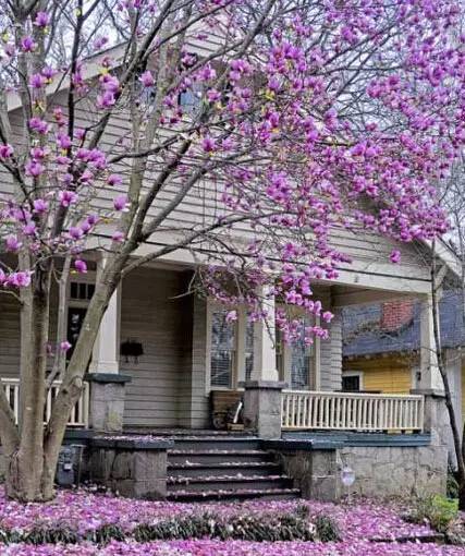粉色和紫色的植物有哪些,紫色的植物有哪些品种