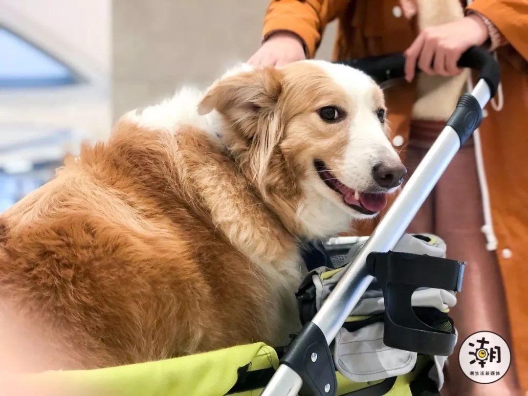 宠物比人吃得好,宠物比人金贵系列