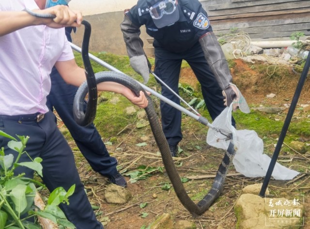 普通蛇遇到眼镜王蛇为何不逃走,哪些蛇最怕眼镜王蛇