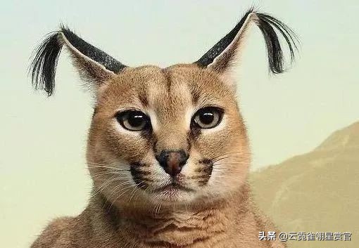 行走的人民币布偶猫,最贵的猫品种排名布偶猫