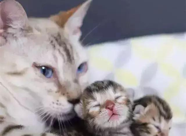 猫咪的产后养护及问题处理,猫咪生产后排恶露大概排几天