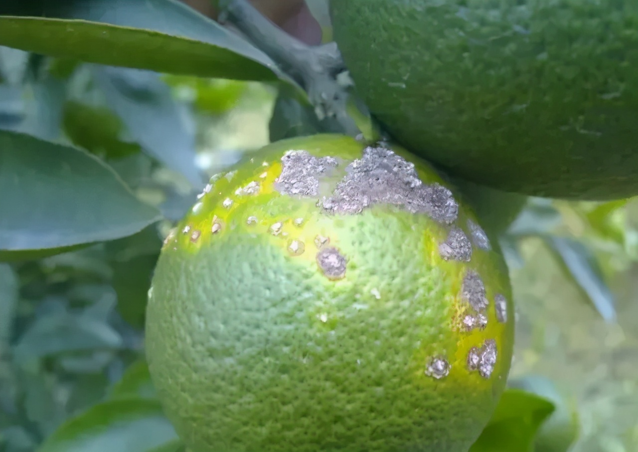 柑橘溃疡病有效防治新进展,柑橘溃疡病的防治方法