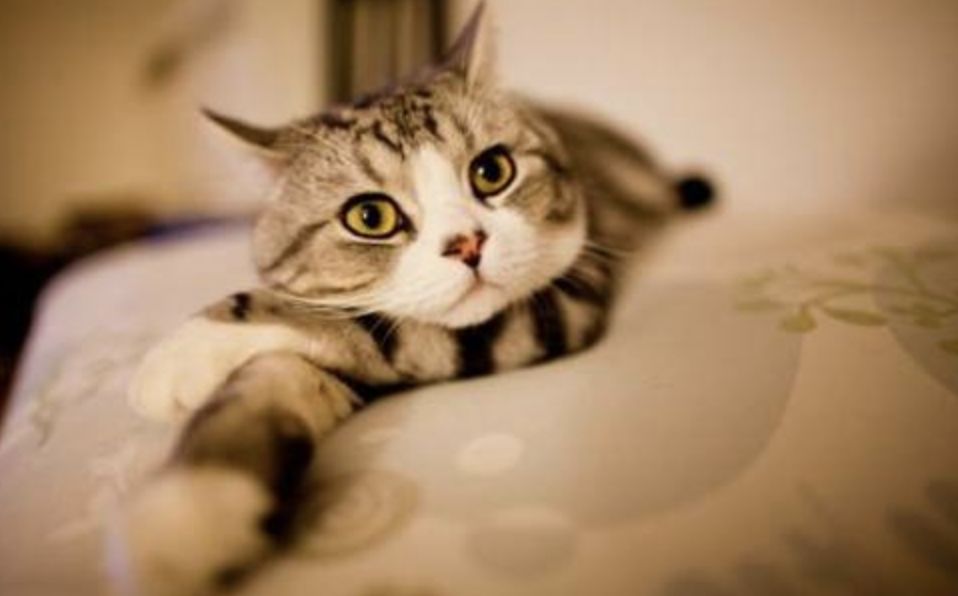 三十种绝对不能给猫吃的食物,猫不能吃的50种食物大全