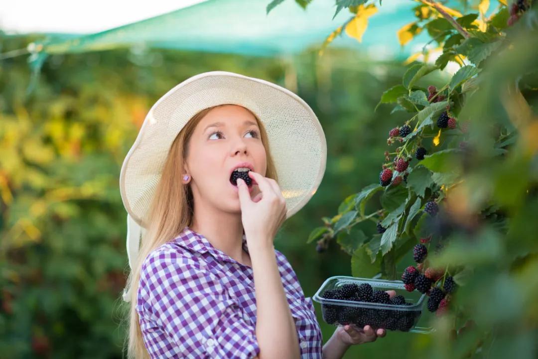 黑莓的分类及危害,黑莓缺点