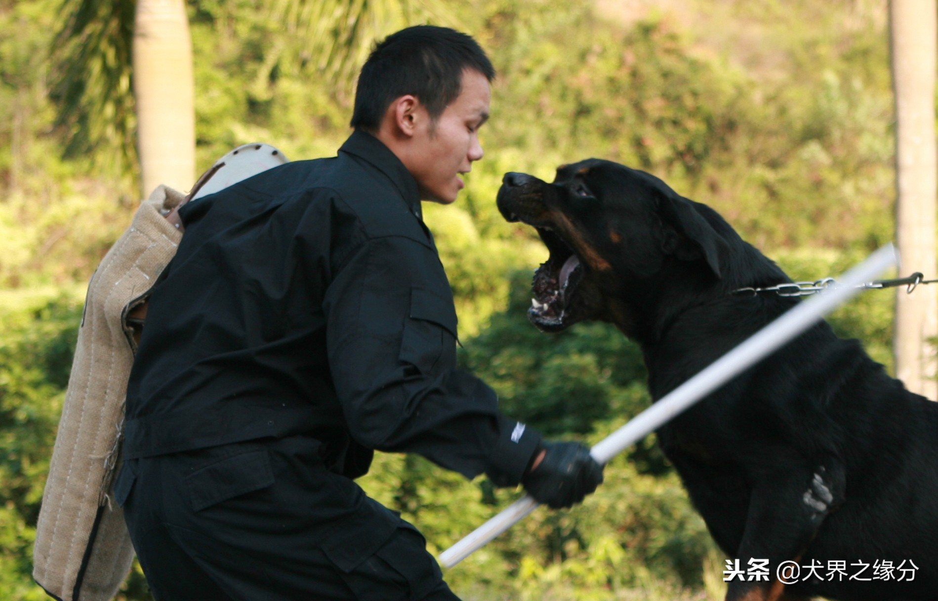 全球六大护卫犬谁是护卫犬之王,全球公认的四大护卫犬