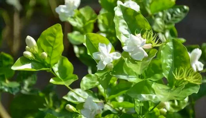 怎么养花才能使花更好,怎么样养花才可以让花活得更久