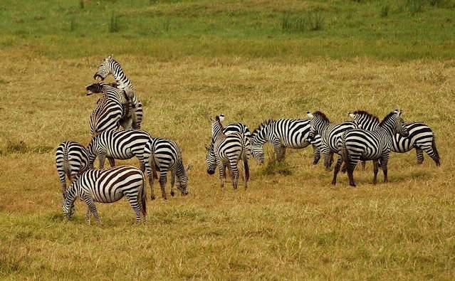 黄种人、黑种人和白种人为什么可以自由交配，没有生殖隔离