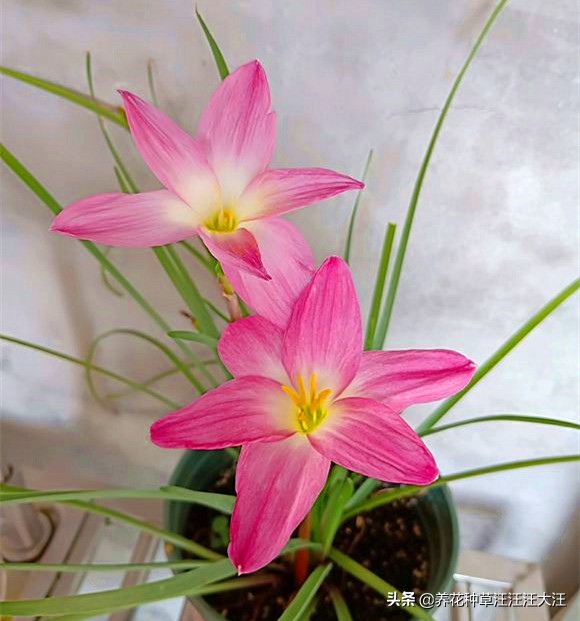 风雨兰叶子枯死怎么办,风雨兰黄叶烂叶怎么补救