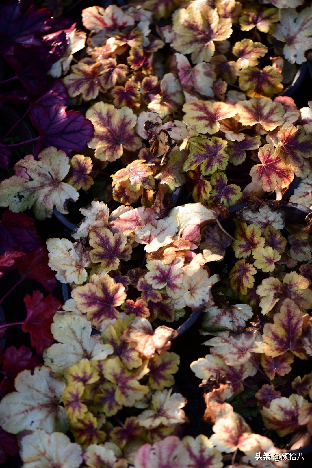 零下9度来袭，花园里的绿色是那么动人|园丁