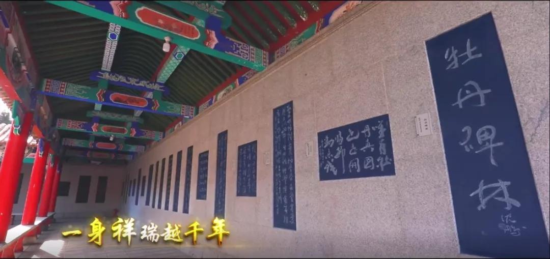 古县千年牡丹花视频,山西临汾古县看千年牡丹