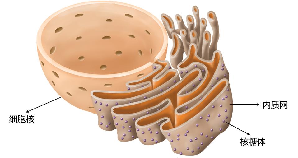 舌尖上的进化史:21亿年前的吃货细菌,最终演化成人类