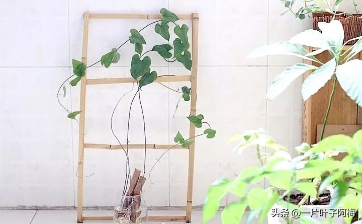 一节山药丢水里，疯狂长藤“冒金豆”，赏叶又吃豆，*管双**齐下