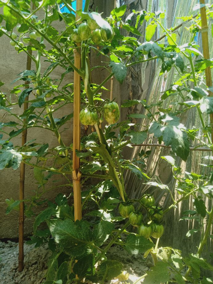 樱桃番茄最好的颜色,樱桃番茄挑选