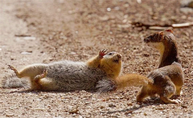 黄鼠狼为什么不宜人吃,为什么不能吃黄鼠狼