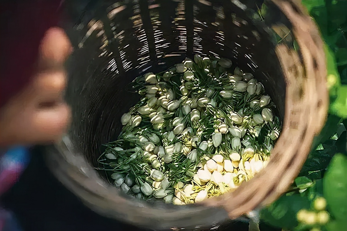 推荐一款福州茉莉花茶,茉莉花茶推荐浓香型银毫级