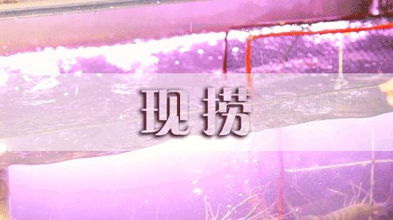 全网吃虾第一名,吃虾全网第一