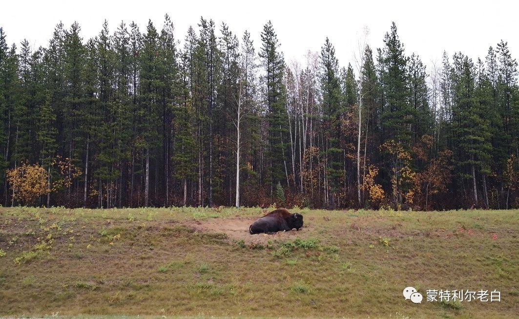 跟着老白行走加拿大，育空Watson Lake、BC省Northern Rockies