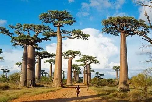 盘点世界各国国花你最喜欢哪种,盘点各国国花