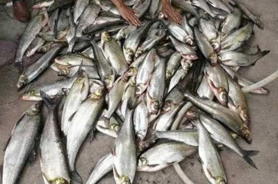 这钓法让路亚人眼红，却又嗤之以鼻！他们的名字叫“泥鳅*党**”