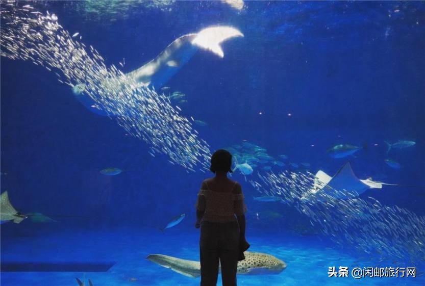 鹿儿岛大西洋游轮,海洋光谱号第三天到达鹿儿岛