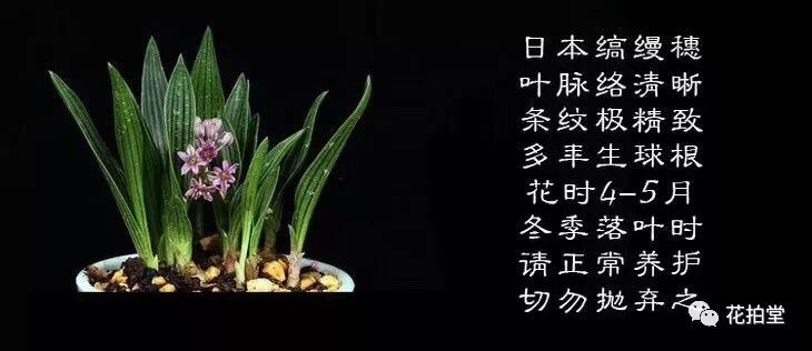 日本山野草缟缦穗，形态小巧可爱，花*诱色**人，好养易活！