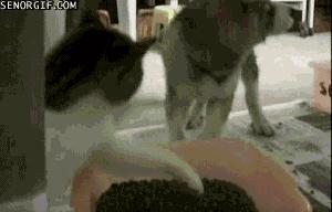 狗狗可以吃熟大米吗,狗狗可以吃豆吗