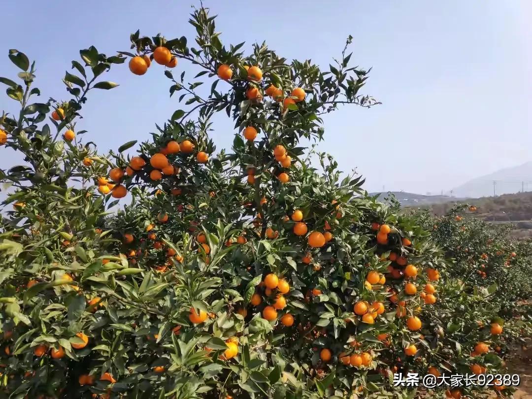 汉源土特产有哪些,汉源才有的美食