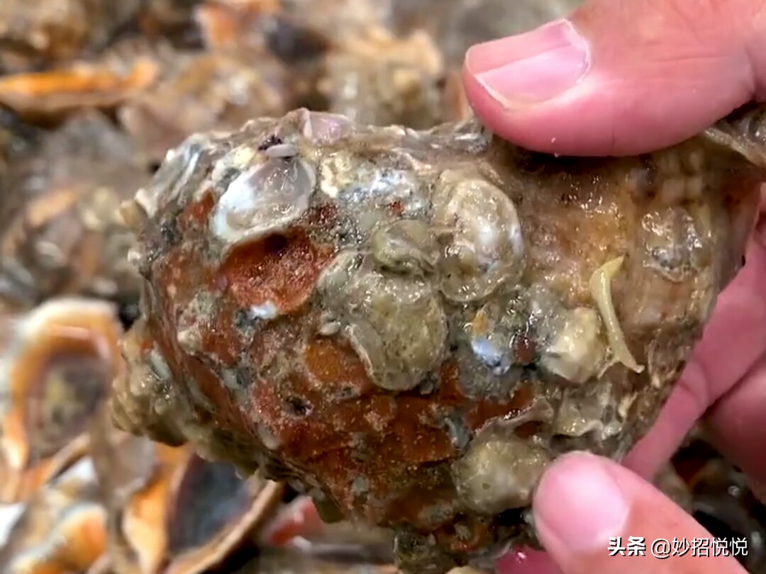 怎么挑选海螺最好,海螺挑选方法