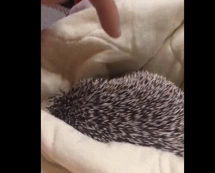 谁造的谣：刺猬是长了刺的耗子