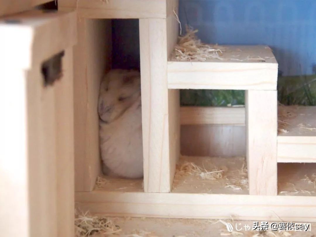 日本推主养了只小仓鼠，又团又圆的样子简直萌炸了！可爱到治愈！