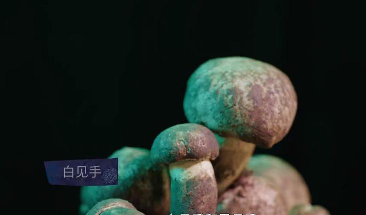 野生菌的毒是什么毒,野生菌属于毒品吗