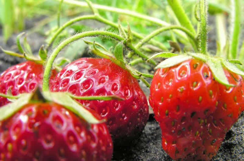 草莓定植后的管理工作,草莓进入结果后期的水肥管理