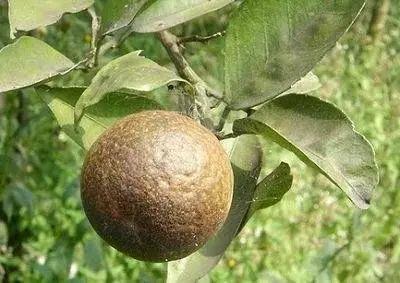 冬季柑橘成熟期红蜘蛛防治,柑橘黄蜘蛛防治技术